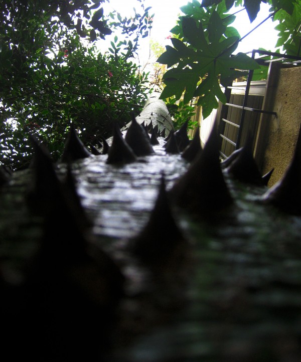 IMG_7628_a