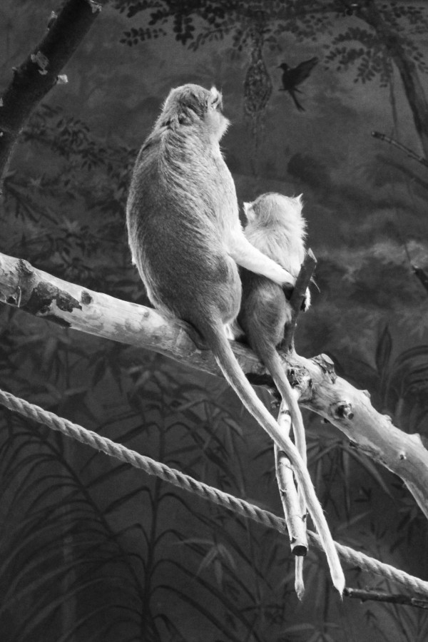 IMG_3471bw
