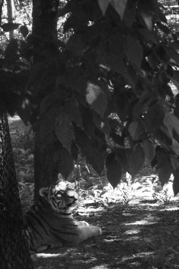 IMG_3526bw