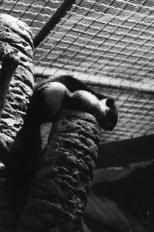 IMG_3660bw