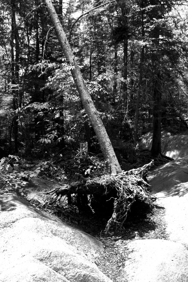IMG_3699bw